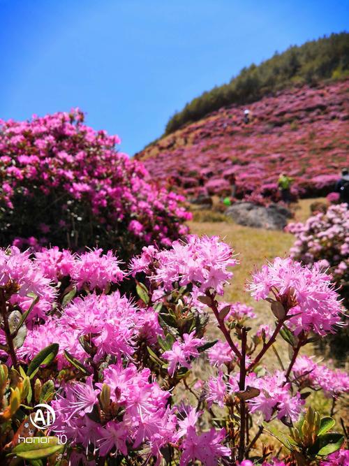 杜鹃花的观察