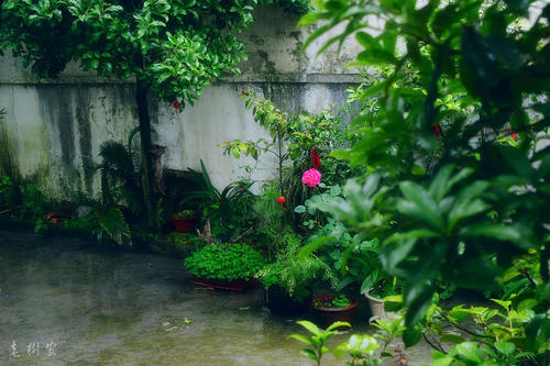 雨中的庭院