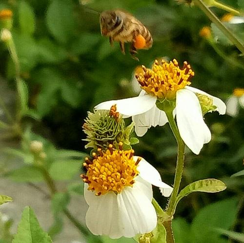 一只流浪的蜜蜂继续