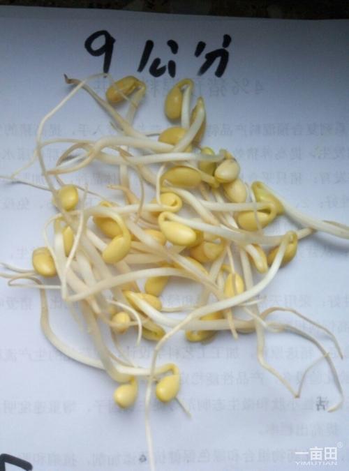 观察大豆芽的生长