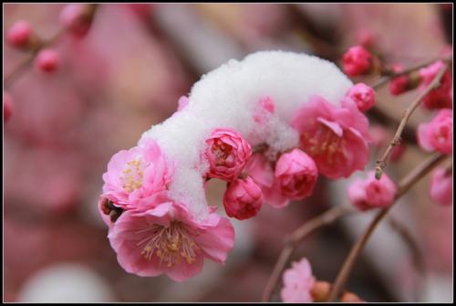 梅花在雪中