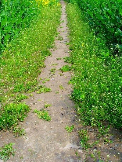 哭泣的道路