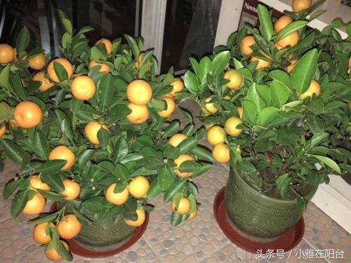 阳台上有盆栽的橘子树