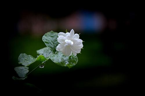 茉莉花在风雨中