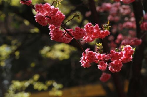 时代广场像鲜花一样的海洋