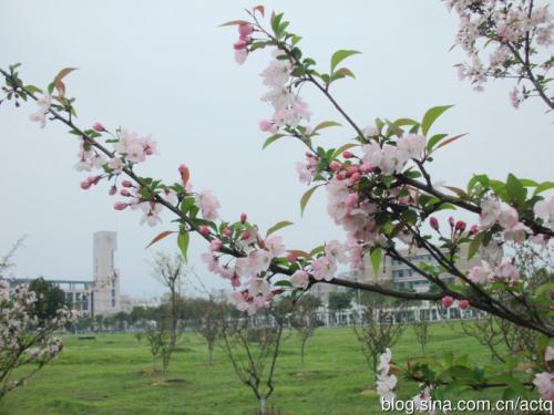 校园海棠花