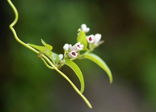 春节