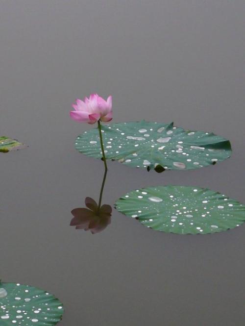 细雨日