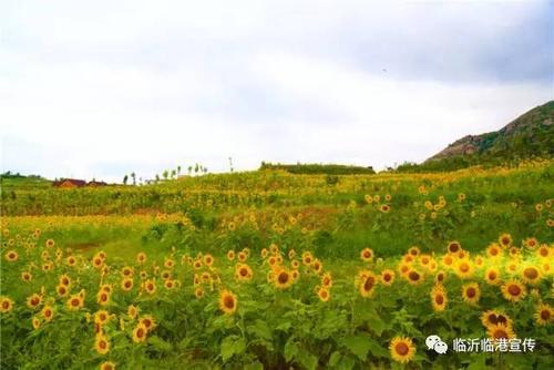 遇见那朵花海