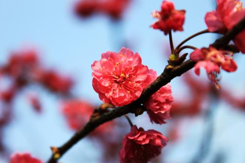 美丽的春天的花朵