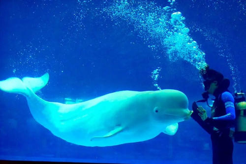 极地水族馆之旅