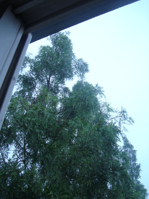 窗外的树