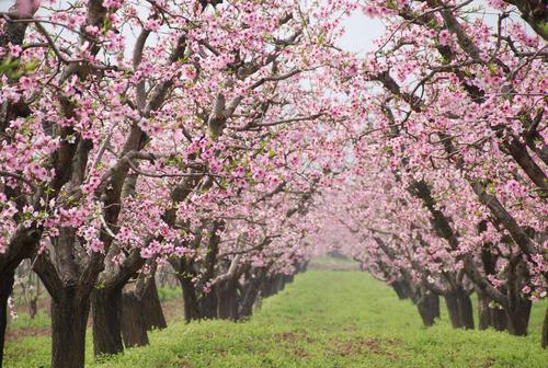 春季桃花林