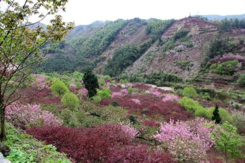 花卉山顶