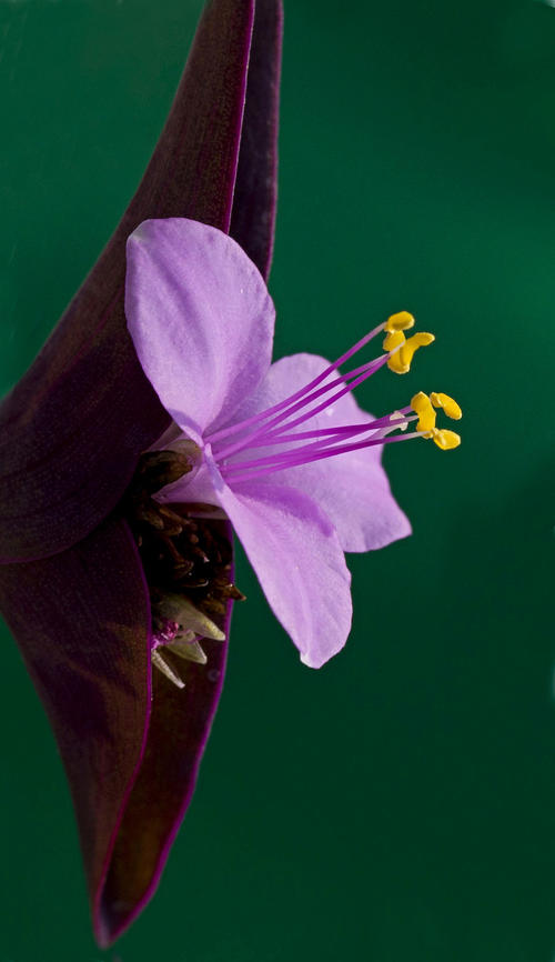 紫竹花