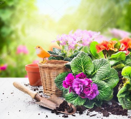花卉，土壤，花盆