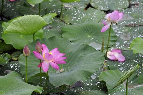 雨中的莲花