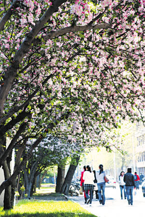 校园海棠树