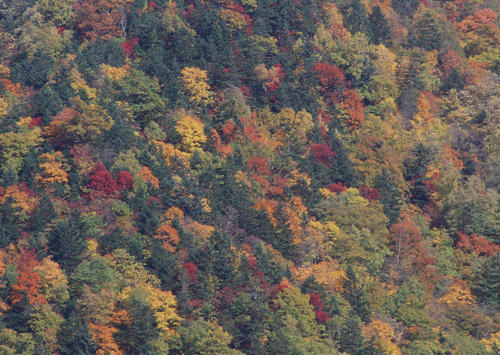 秋天的红树林