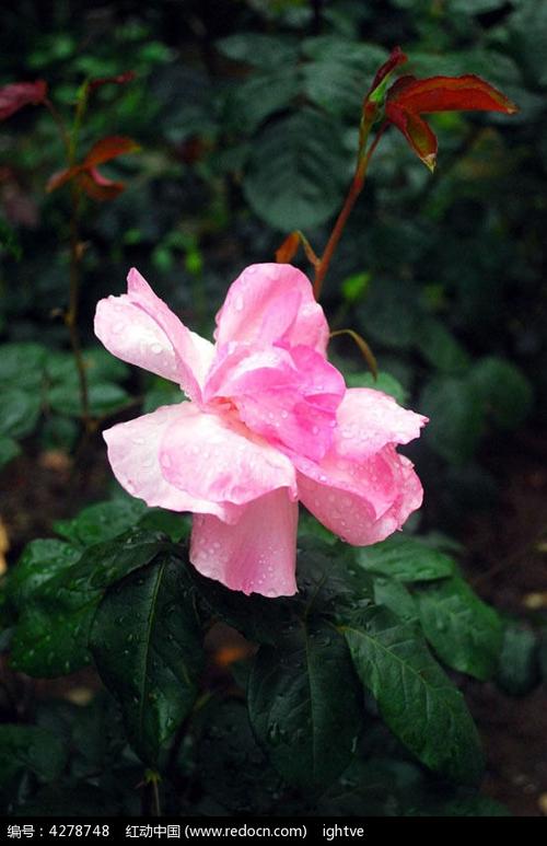一朵粉红色的玫瑰花