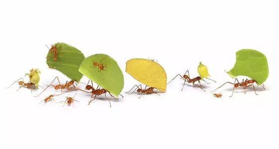 生命·蚂蚁