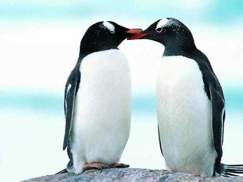 企鹅给人类的信