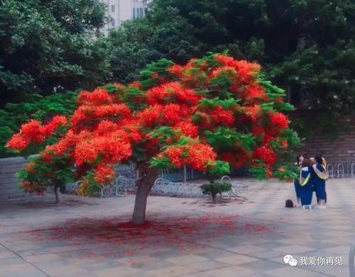 凤凰花的交集