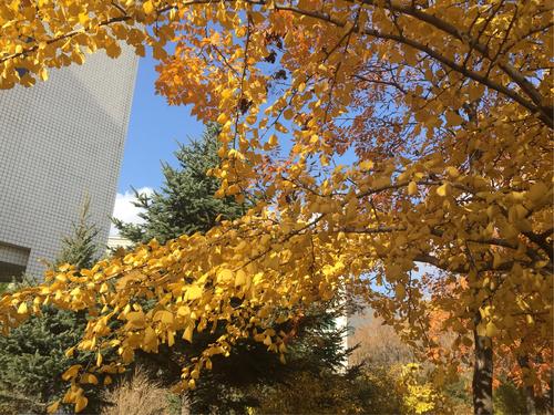 我喜欢校园的秋色