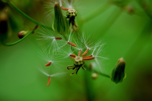 听花