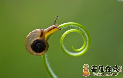 蜗牛的“慢启示”