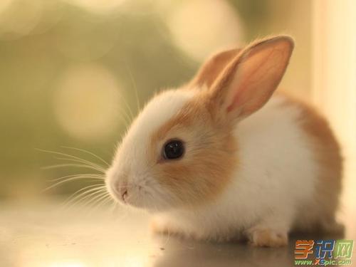 我喜欢兔子