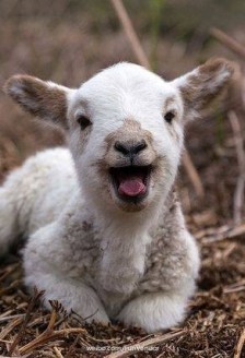 我最喜欢的羊羔