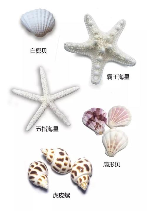 老师请相信我