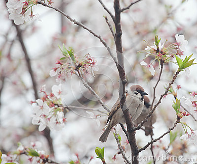 鸟是树上的花