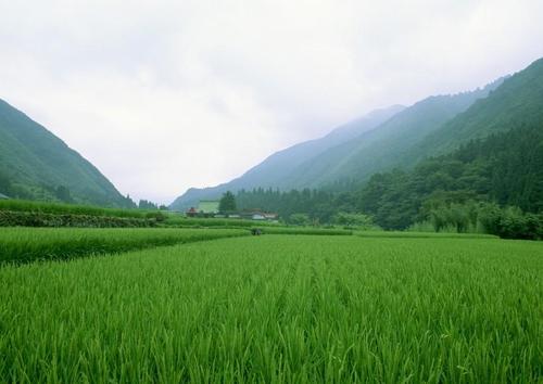 美丽的田野