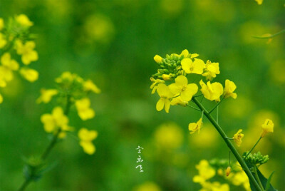 碗豆腐在草地上