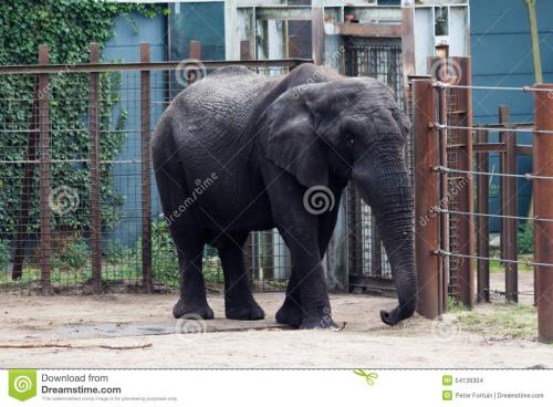动物园看大象