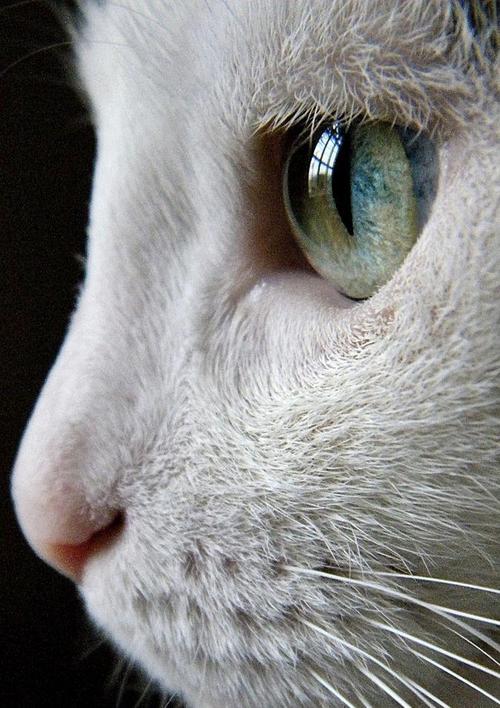 小猫的眼睛