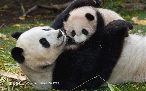 我爱国宝熊猫