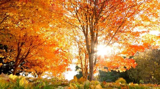 秋天的梧桐树