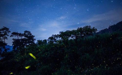 最美丽的夏日夜晚