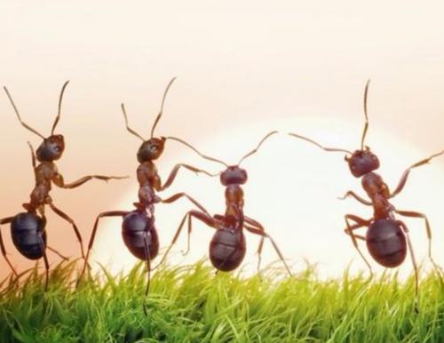 如果我是一只蚂蚁