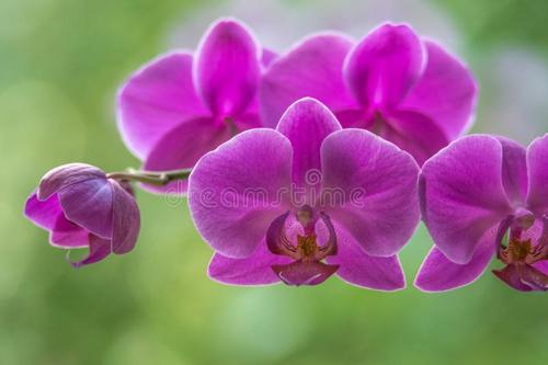 紫色兰花盛开