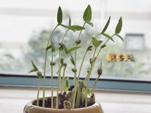 绿豆生长过程