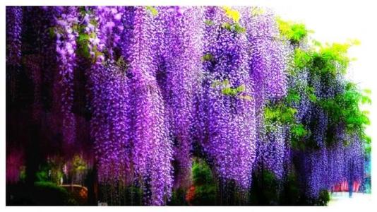 紫藤花的“梦”