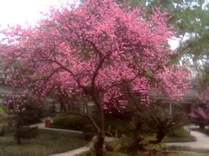 校园海棠树