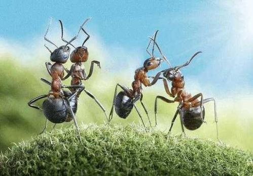 蚂蚁科学
