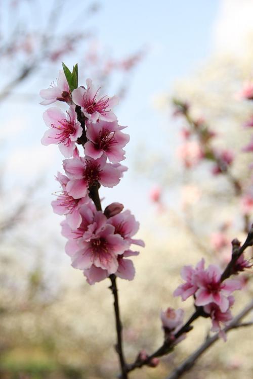 春天的节奏