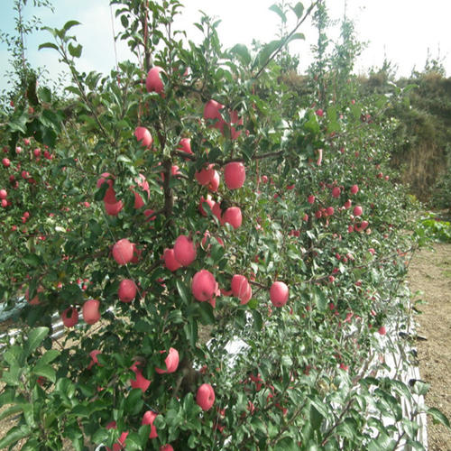 四个季节的苹果树