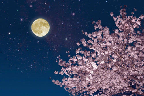 鲜花盛开，月亮在天上转